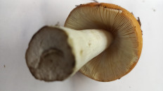 Гриб из Минск