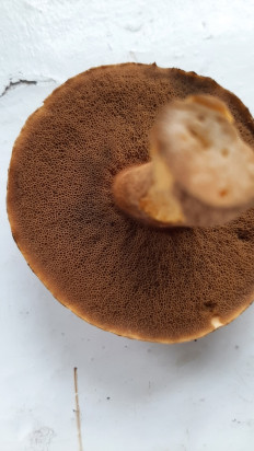 Маслёнок желто-бурый