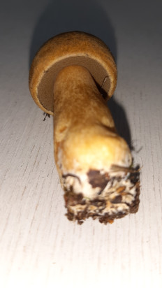 Маслёнок желто-бурый