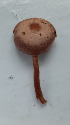 Гриб из Москва