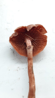 Гриб из Москва