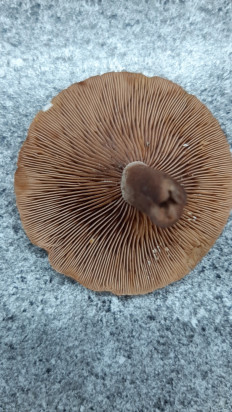 Гриб из Москва