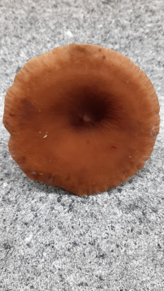 Гриб из Москва