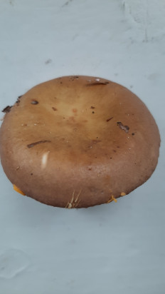 Гриб из Москва