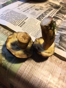 Гриб из г. Протвино Московская обл.