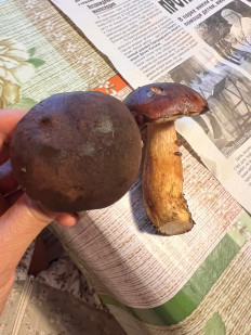 Гриб из г. Протвино Московская обл.