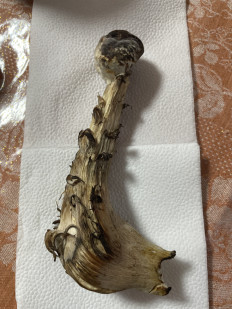 Гриб из Московская область