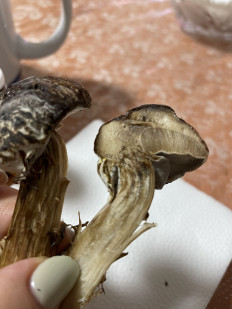 Гриб из Московская область