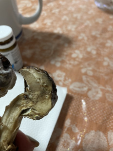 Гриб из Московская область