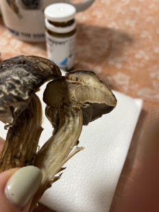 Гриб из Московская область