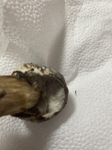 Гриб из Московская область