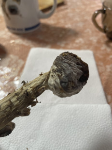 Гриб из Московская область