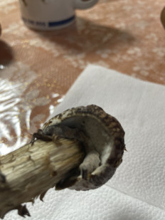 Гриб из Московская область