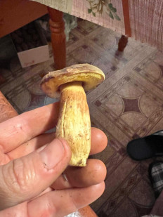 Гриб из г. Протвино Московская обл.