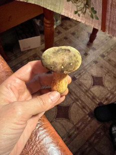 Гриб из г. Протвино Московская обл.