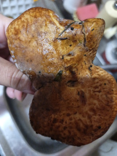 Гриб из Щёкино