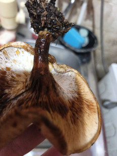 Гриб из Щёкино