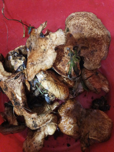 Гриб из Щёкино