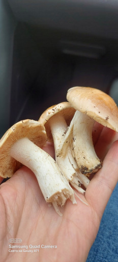 Гриб из г Новосибирск