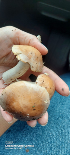 Гриб из г Новосибирск