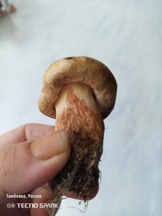 Гриб из с. Тамбовка