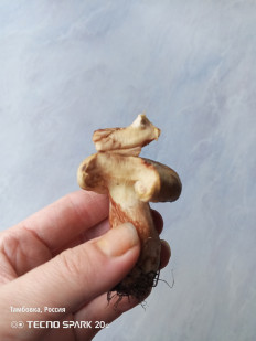 Гриб из с. Тамбовка