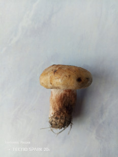 Гриб из с. Тамбовка