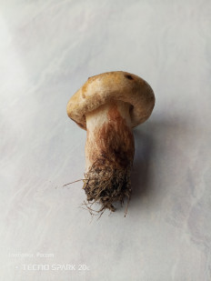 Гриб из с. Тамбовка