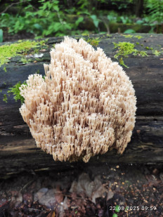 Гриб из Серпухов