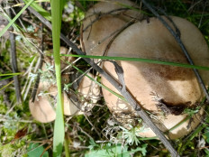 Гриб из Омск