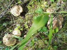 Гриб из Омск