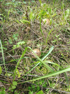 Гриб из Омск