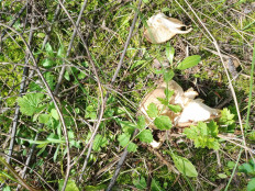 Гриб из Омск