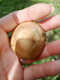 Гриб из Омск