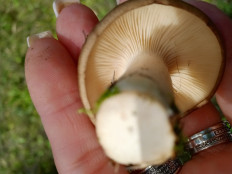 Гриб из Омск