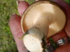 Гриб из Омск