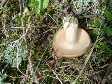 Гриб из Омск