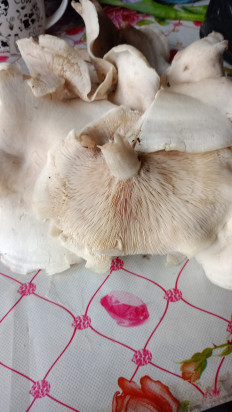 Гриб из Хабаровск