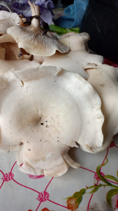 Гриб из Хабаровск