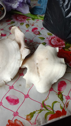 Гриб из Хабаровск