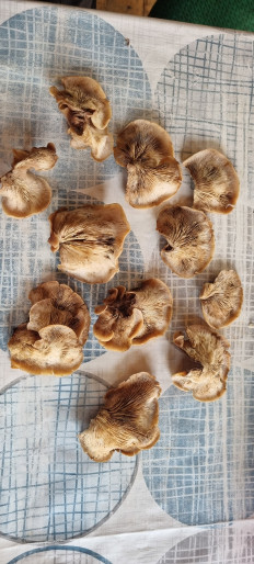 Гриб из Москва