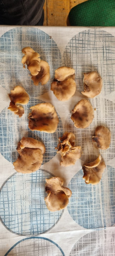 Гриб из Москва