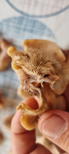 Гриб из Москва