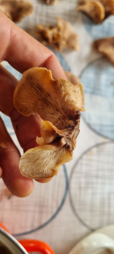 Гриб из Москва