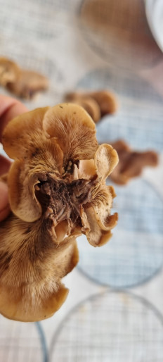 Гриб из Москва