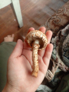 Гриб из Москва