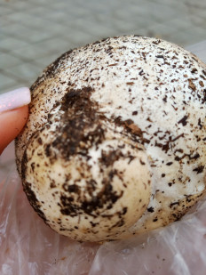 Гриб из Омск