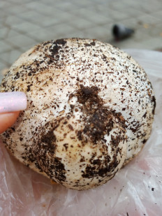 Гриб из Омск