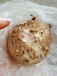 Гриб из Омск