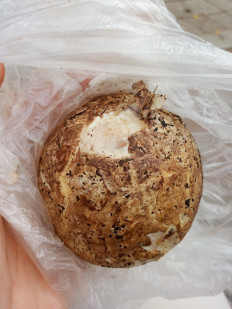 Гриб из Омск